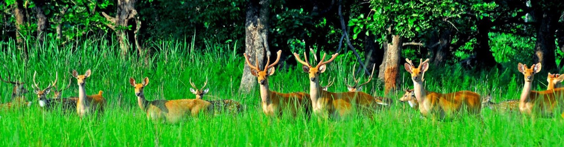 Nepal Wildlife Safari Tour